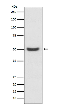 PDIA6 Recombinant Rabbit Monoclonal Antibody