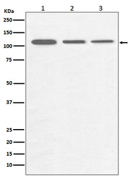 PGC1 alpha/beta Recombinant Rabbit Monoclonal Antibody