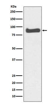 Mitofusin 1 Recombinant Rabbit Monoclonal Antibody