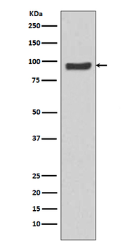 SP1 Recombinant Rabbit Monoclonal Antibody