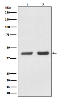 PCGF4/BMI1 Recombinant Rabbit Monoclonal Antibody