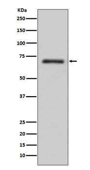 FUS Recombinant Rabbit Monoclonal Antibody
