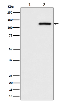 Phospho-CBL (Ser669) Recombinant Rabbit Monoclonal Antibody