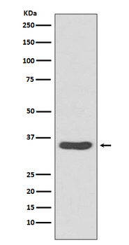 CDCA5 Recombinant Rabbit Monoclonal Antibody