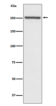 Notch 4 Recombinant Rabbit Monoclonal Antibody
