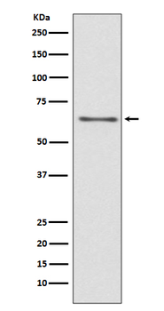 CDC45L Recombinant Rabbit Monoclonal Antibody