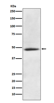 CaMK2 alpha Recombinant Rabbit Monoclonal Antibody