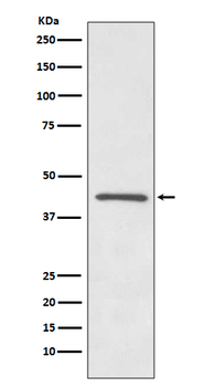 Delta Opioid Receptor Recombinant Rabbit Monoclonal Antibody