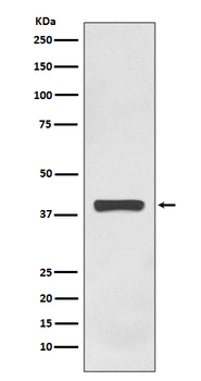 AMPK gamma 1 Recombinant Rabbit Monoclonal Antibody