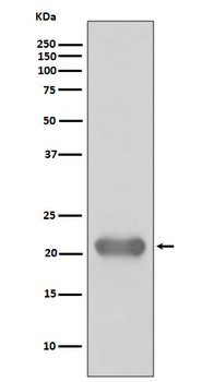 Smac Recombinant Rabbit Monoclonal Antibody