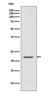 ASC/TMS1 Recombinant Rabbit Monoclonal Antibody
