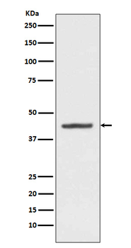 HMBS Recombinant Rabbit Monoclonal Antibody