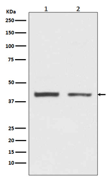 HnRNP C1/C2 Recombinant Rabbit Monoclonal Antibody