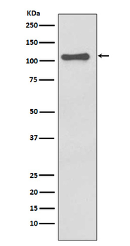 NLRP3 Recombinant Rabbit Monoclonal Antibody