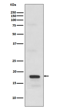 SCF Recombinant Rabbit Monoclonal Antibody