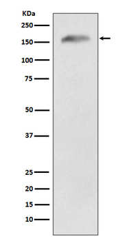 APC Recombinant Rabbit Monoclonal Antibody