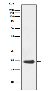 EIF5A1 Recombinant Rabbit Monoclonal Antibody