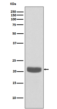 PBP Recombinant Rabbit Monoclonal Antibody