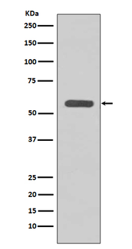 STK3 Recombinant Rabbit Monoclonal Antibody