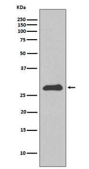 APOA1 Recombinant Rabbit Monoclonal Antibody