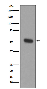 TPH Recombinant Rabbit Monoclonal Antibody
