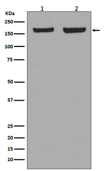 EEA1 Recombinant Rabbit Monoclonal Antibody