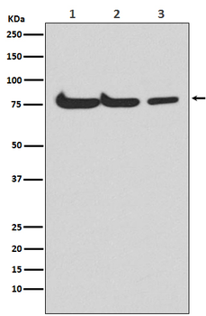 ATG7 Recombinant Rabbit Monoclonal Antibody