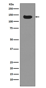 Dnmt3a Recombinant Rabbit Monoclonal Antibody