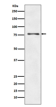 ATG7 Recombinant Rabbit Monoclonal Antibody