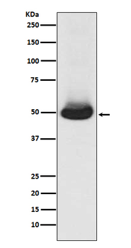 GATA2/3 Recombinant Rabbit Monoclonal Antibody