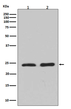 RhoA/B/C Recombinant Rabbit Monoclonal Antibody