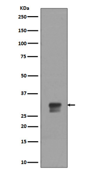 Phospho-CDK1/2 (Thr14) Recombinant Rabbit Monoclonal Antibody