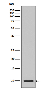 IGF 1 Recombinant Rabbit Monoclonal Antibody