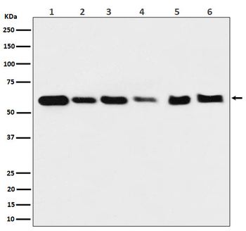 HSP60 Recombinant Rabbit Monoclonal Antibody
