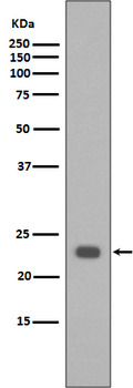 Bak Recombinant Rabbit Monoclonal Antibody