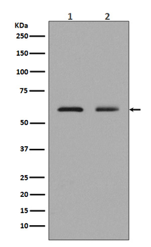 ELK1 Recombinant Rabbit Monoclonal Antibody