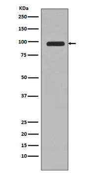 PIK3C3 Recombinant Rabbit Monoclonal Antibody