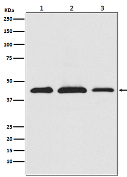 AKT1S1 Recombinant Rabbit Monoclonal Antibody