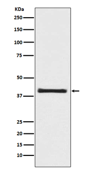 AKT1S1 Recombinant Rabbit Monoclonal Antibody