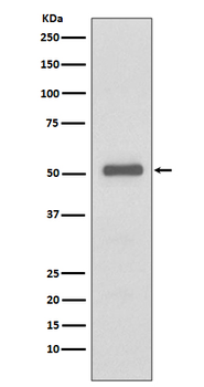 P57 Kip2/Cdkn1c Recombinant Rabbit Monoclonal Antibody