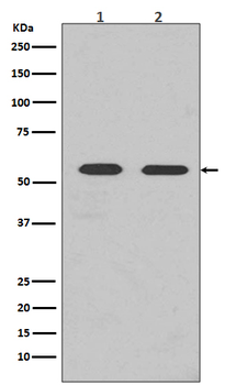 FYN Recombinant Rabbit Monoclonal Antibody