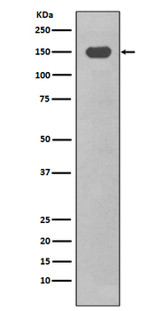 CD11c Recombinant Rabbit Monoclonal Antibody