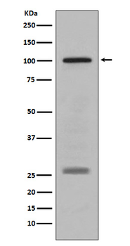 PMEL Recombinant Rabbit Monoclonal Antibody