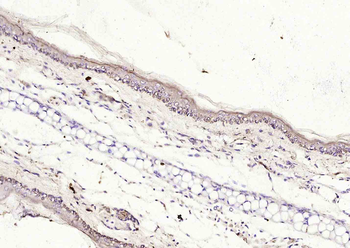 Histone H4 (Acetyl K16) Rabbit Polyclonal Antibody