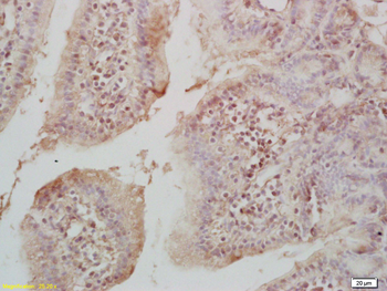 Histone H4 (Acetyl K16) Rabbit Polyclonal Antibody