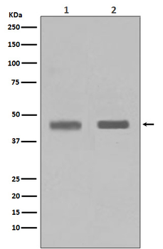 H3-K4-HMTase SETD7 Recombinant Rabbit Monoclonal Antibody