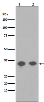 Phospho-PP2A alpha (Ser307) Recombinant Rabbit Monoclonal Antibody