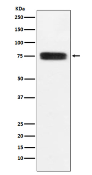 CD97 Recombinant Rabbit Monoclonal Antibody