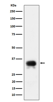 CD24 Recombinant Rabbit Monoclonal Antibody
