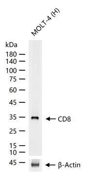 CD8 Recombinant Human Monoclonal Antibody